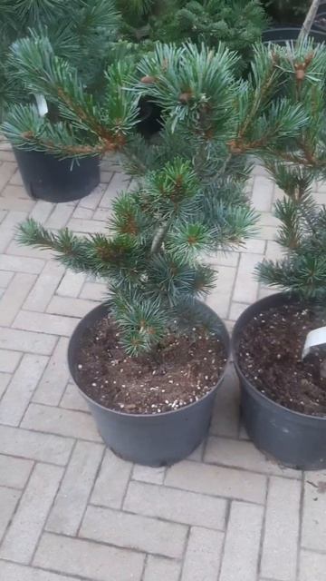 ❤🌲Сосна Негиши мелкоцветковая
✔Продржа растений в макс и телеграм канале: Https://t.me/love_is_hvoin