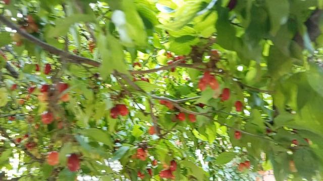 Девчонки пьют чай с печеньем. Чем занимаюсь. Юг России. 24 августа 2026.