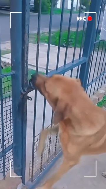 My Dog Brain Is Fully Developed 🐶🧠#funnydog #dogsoftiktok #cutedog #fyp #pet
