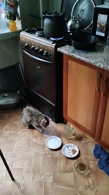 кошка