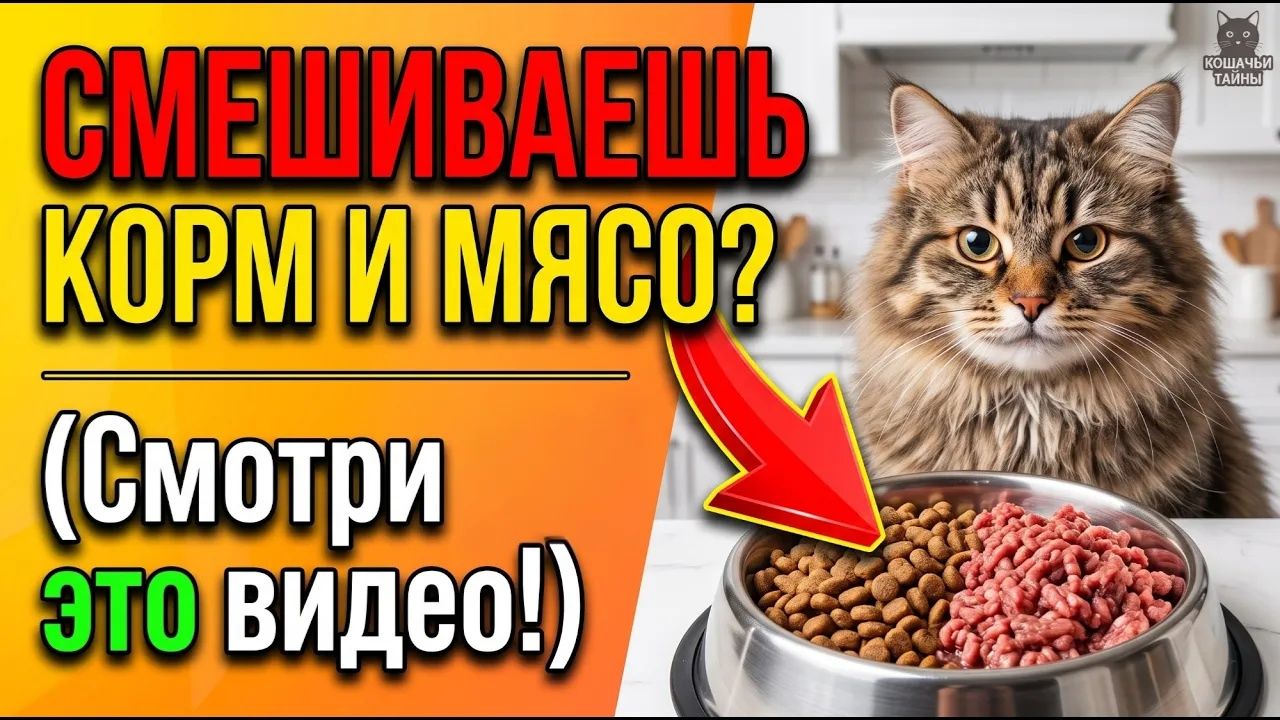 Опасная миска： что будет, если кормить кошку кормом и натуралкой одновременно？