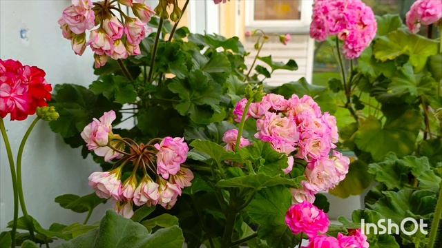 Вот как могут цвести Пеларгонии на балконе в сибири 🤗🙏🌸❤сойти с ума можно 😊👍🌸🌸🌸