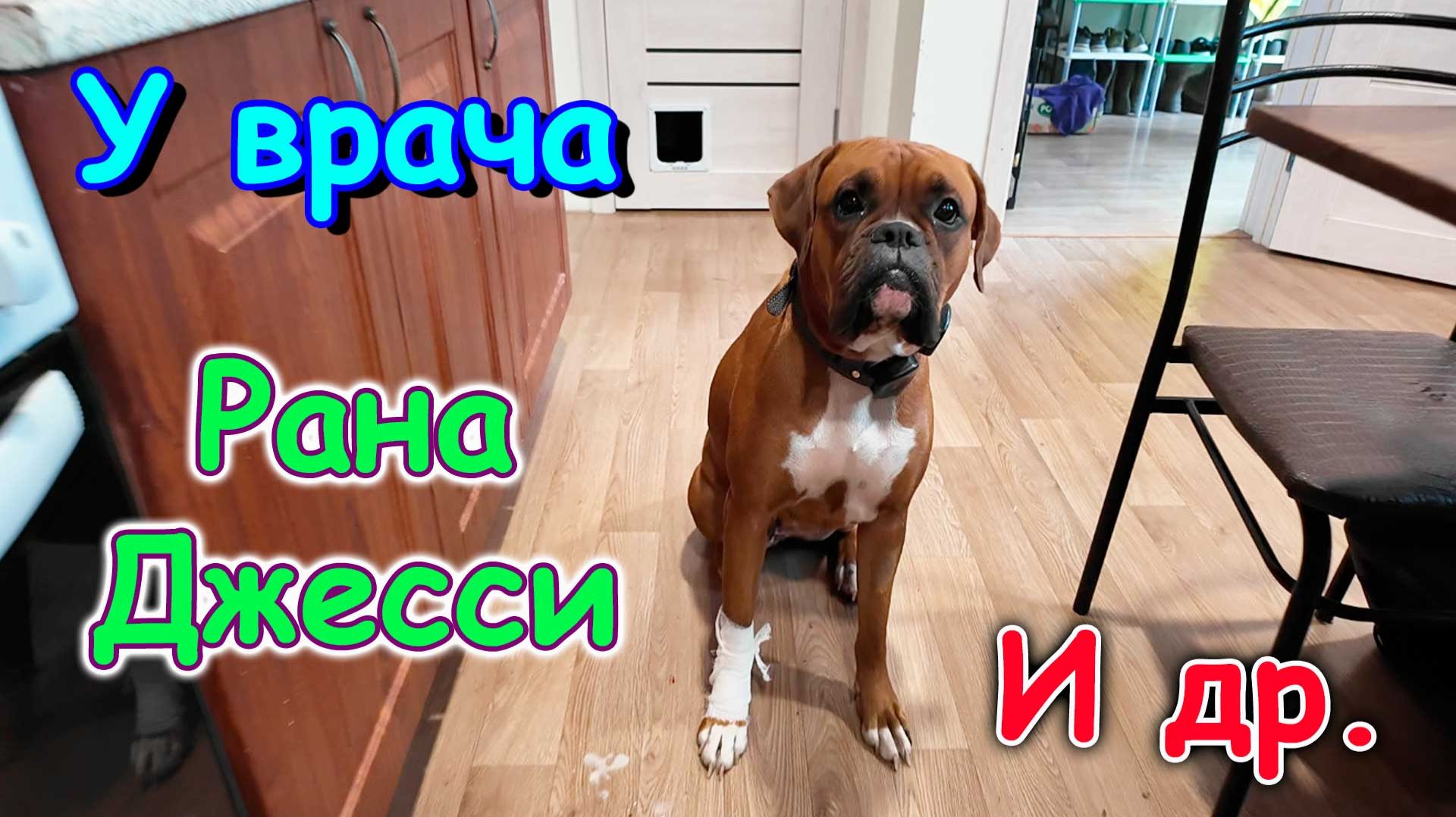 В поликлинике. Джесси поранилась. Готовка. (08.26г.) Семья Бровченко.