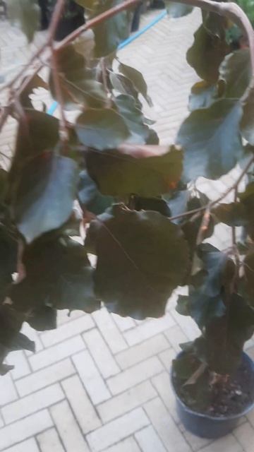 ❤🌲Бук пурпурный пендула на штамбе
✔Продажа растений в макс и телеграм канале: Https://t.me/love_is_h