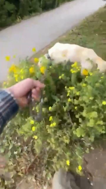 ⛔ Не ищем 🏠/кураторов ❗Пост в описании 🎥 #сао #собака #animals #алабай #любовь