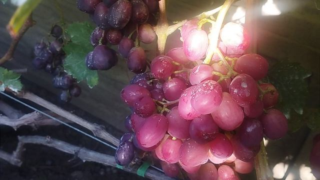 Виноград Дынька , Басанти , Гран-при .