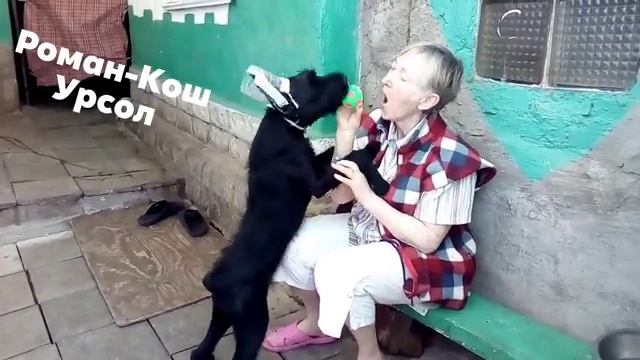 Малыш  Роман-Кош Урсол с Наташей, владелицей матери, бабушки и деда Танго Савали