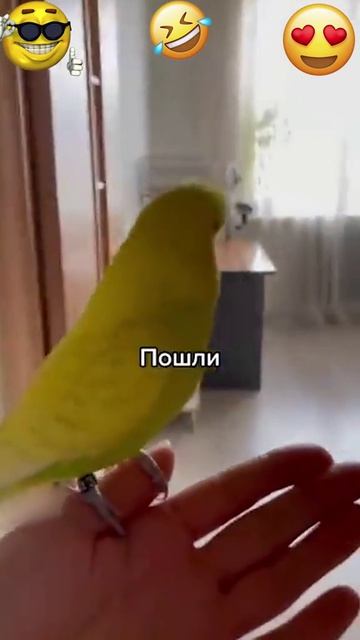 Животные приколы и не только🙂