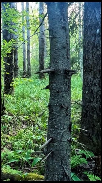 Грибочки