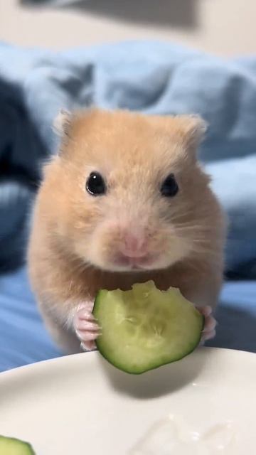 асмр на ночь ❤️