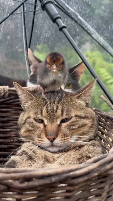 🐱🐦🐥Кошки,птички,лето,солнце. 🌞Приятно всем.Так сердце бьется !✨