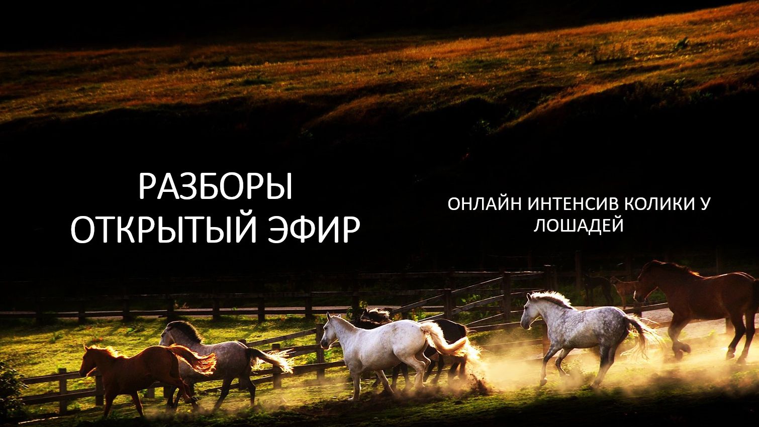 23.08 третий эфир интенсива Колики у лошадей