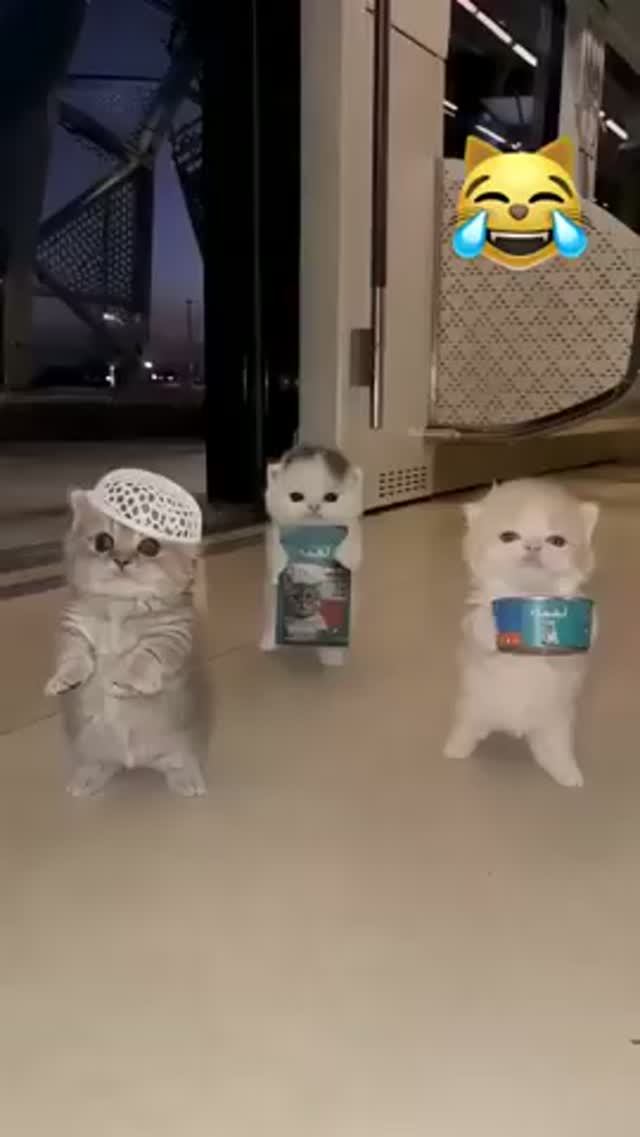 Милость дня котики
