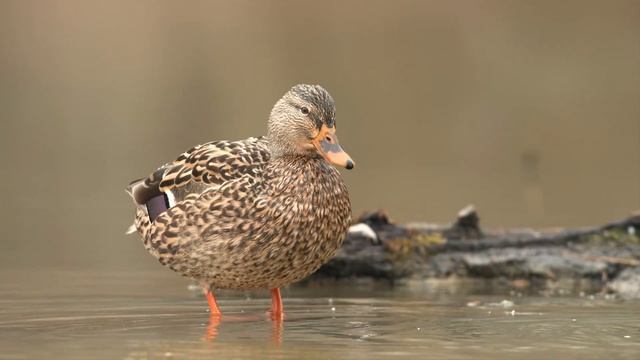 Музыка для души