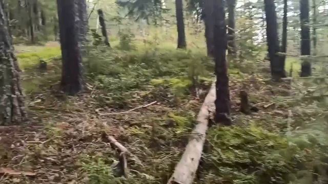 Поход за грибами