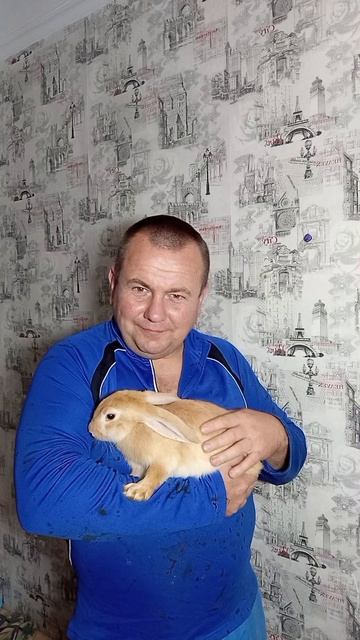 кролики