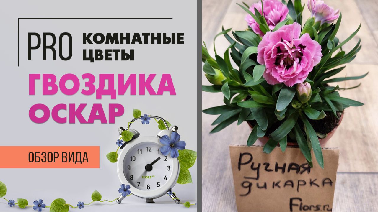 Гвоздика Оскар - интересное цветущее растение. Как ухаживать за комнатной гвоздикой дома