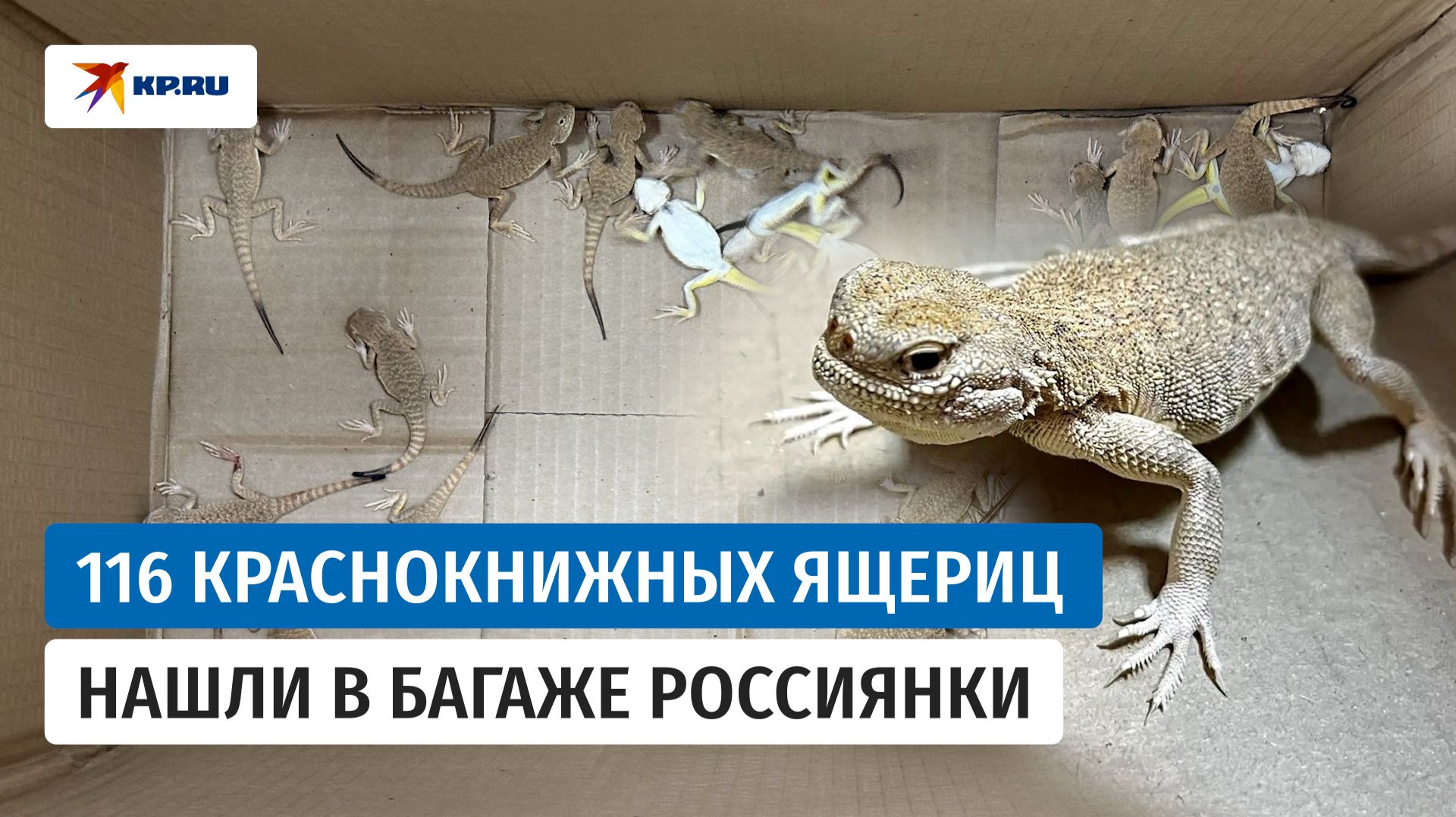 Калининградские таможенники нашли в багаже россиянки 116 живых ящериц
