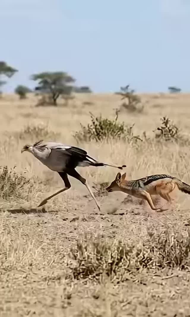 Отбилась