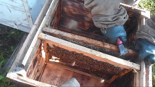 Пересаживаю пойманный рой 22