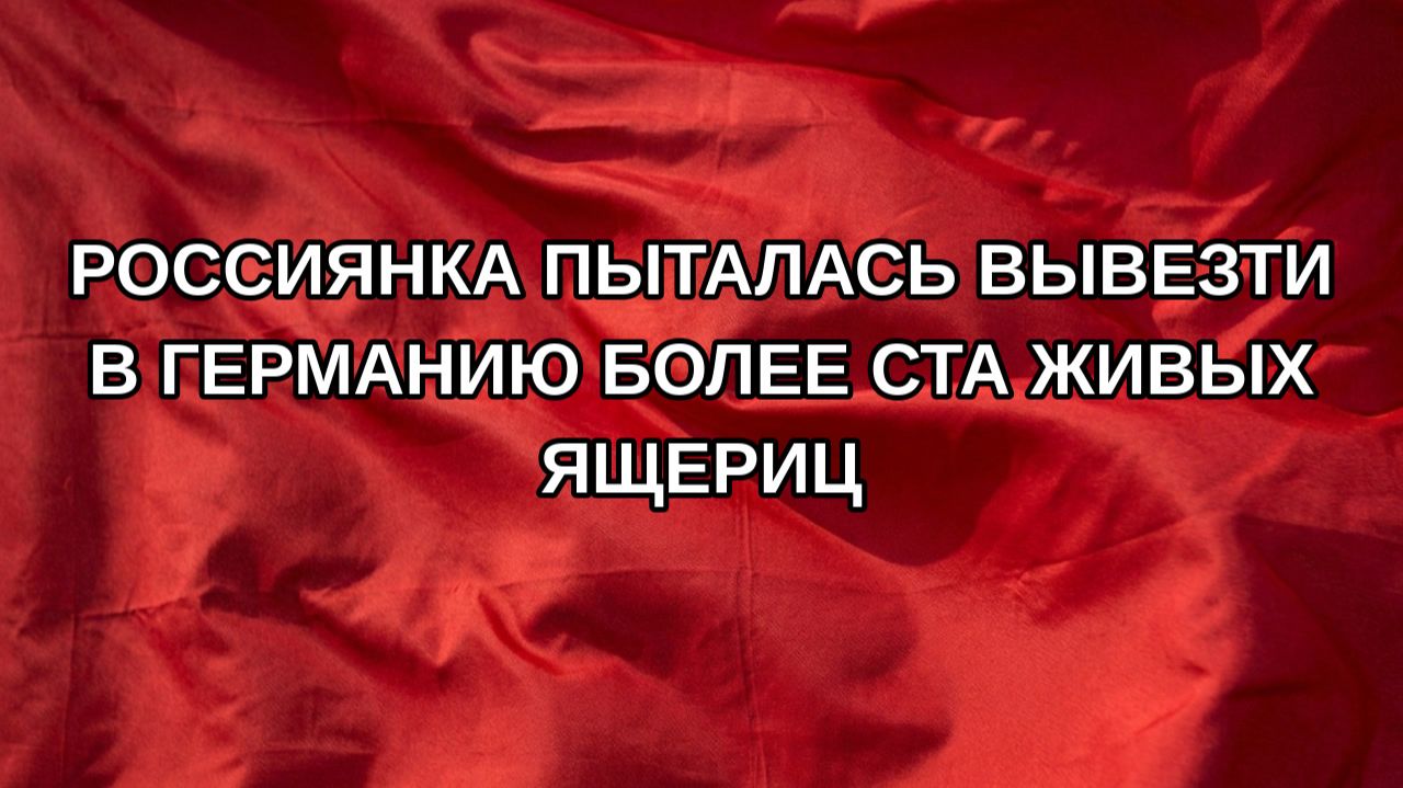 Россиянка пыталась вывезти в Германию более ста живых ящериц