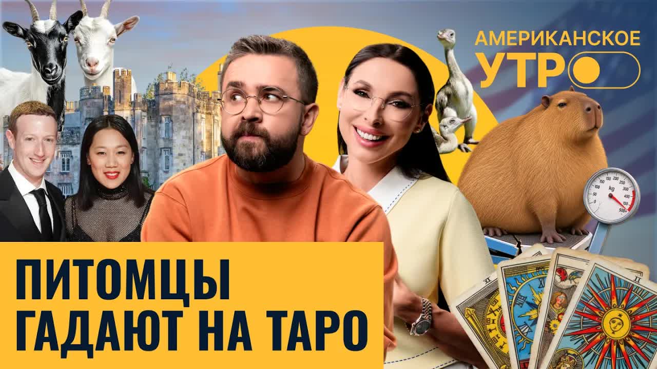 Замок Цукерберга. Таро для домашних животных. Идеальный этаж для жизни