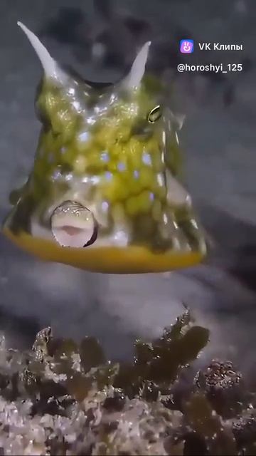 Amazing underwater world