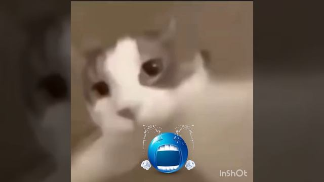 канал приостановлен  🪈🐦⬛🥹