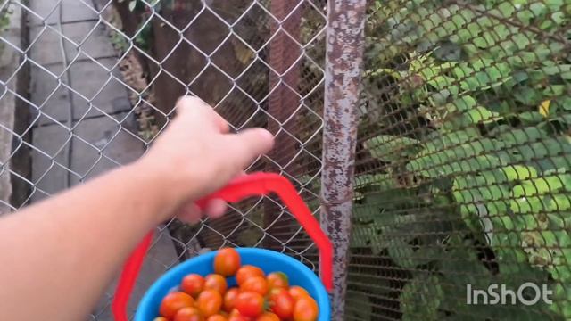 Собрала Черри🍅/ обработала огород от вредителей/