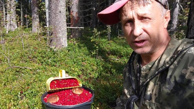НАШЁЛ НОВУЮ ДЕЛЯНКУ! ГРЕБУ БРУСНИКУ КАМБАЙНОМ!