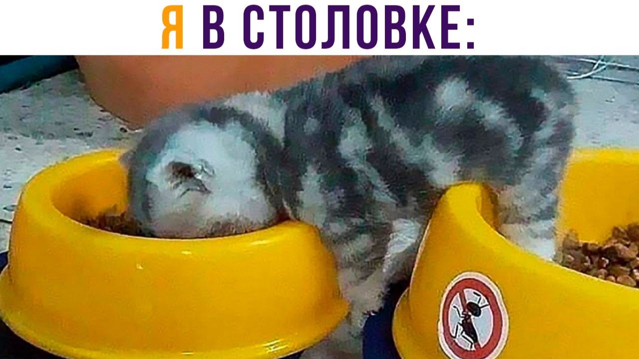 Я В СТОЛОВКЕ))) Приколы с котами