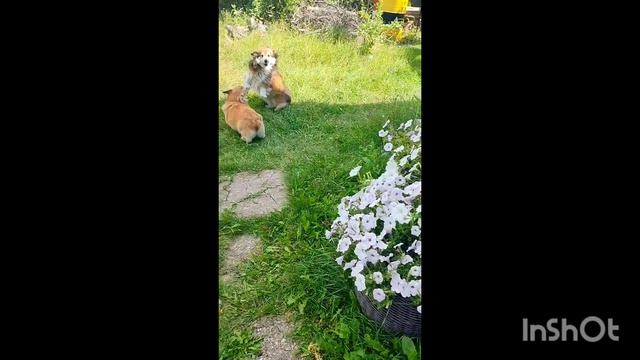 Команда на даче