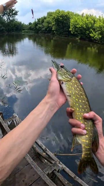 клёвая рыбалка 🎣