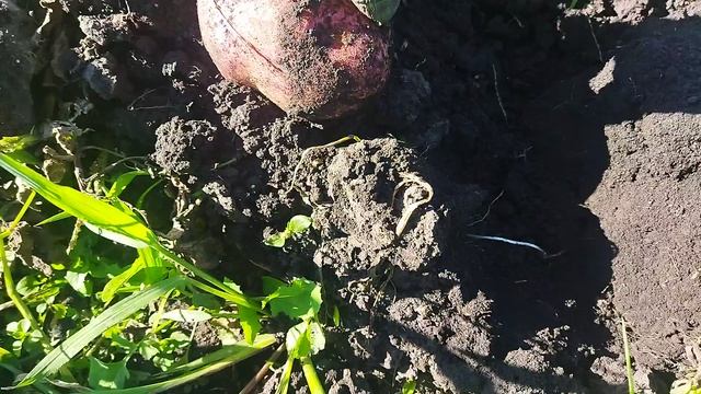 Шарвари пирошка картофель видео от14 августа. Отличные вкусовые качества урожайность высокая.