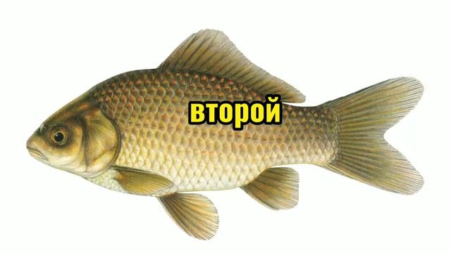 три типа рыбака, а какой ты???