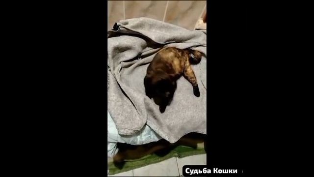 🎙️🐱🎙️Вам Кот споёт о кошечке бездомной.И как Судьба вдруг улыбнулась ей.