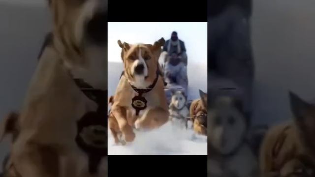 Тогго