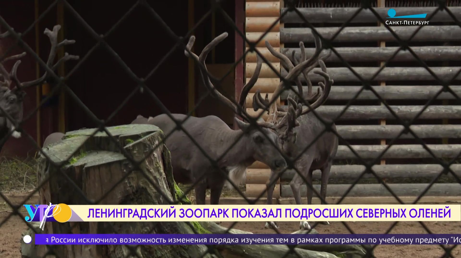 Ленинградский зоопарк показал подросших северных оленей