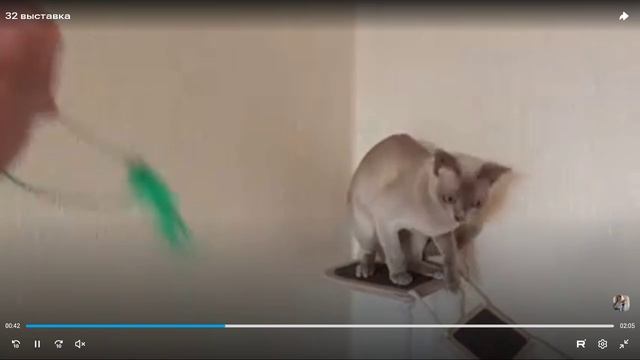 Котята питомника кошек  BURM BLEIZ