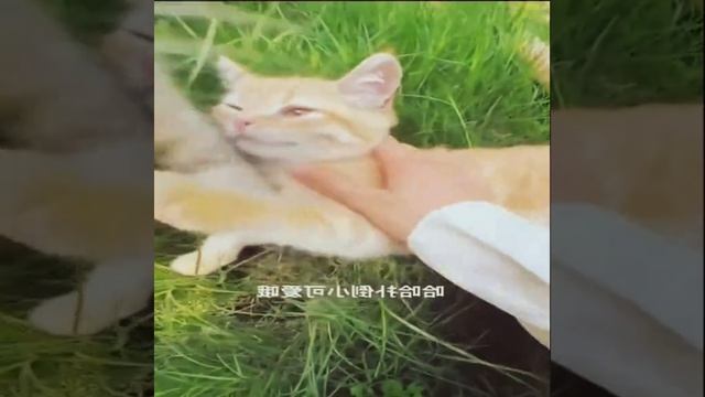 эдит котики