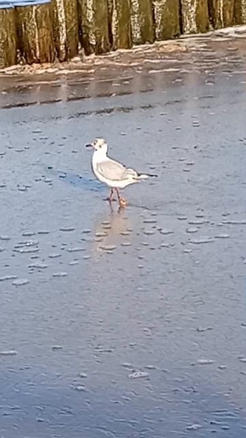 Птица крачка на море