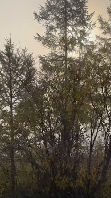 Туман усиливает эффект иллюзии — смотрите, как меняется солнце 🌥️☀️ #крякаемоприроде