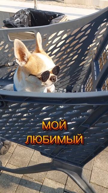 #ЧИХУАХУАПРИНЦРЕДИ#ГРОЗА РАЙОНА
