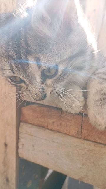 1 появленияюе Серика на канале 😻