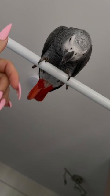 25-08-2026. Попугай 🦜 Девочка Гуччи.