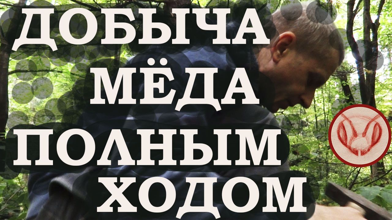 Забираю мёд у пчёл