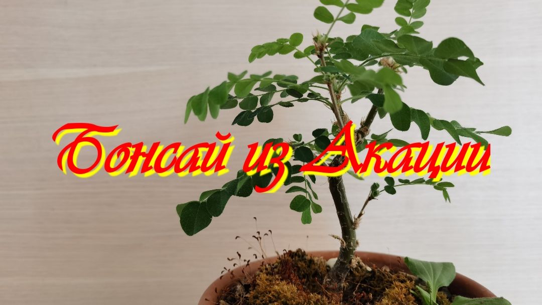 Бонсай из Акации