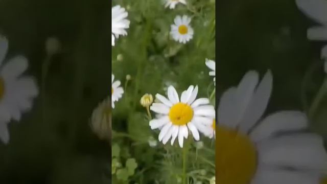 спасибо за утро