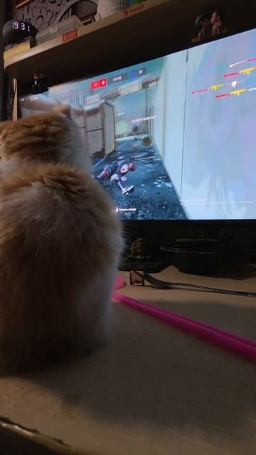 Решили по играть маленько 😅  #котенок #котенокшотландец #вислоухийклоп