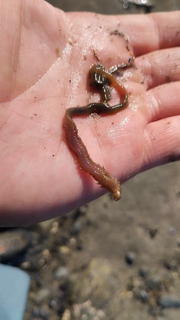 червь пескожил.Охотское море